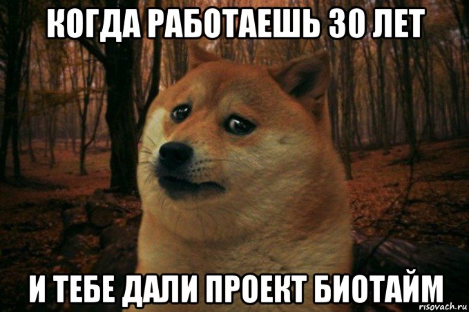 когда работаешь 30 лет и тебе дали проект биотайм, Мем SAD DOGE