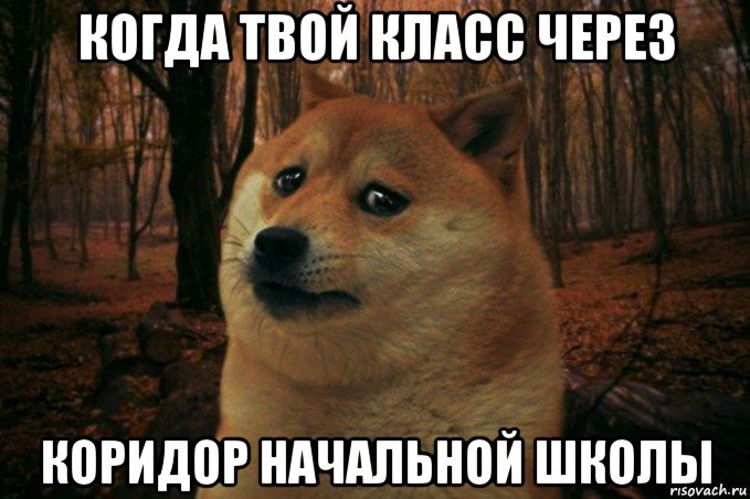 когда твой класс через коридор начальной школы, Мем SAD DOGE