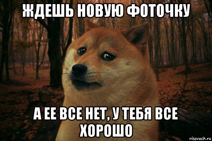 ждешь новую фоточку а ее все нет, у тебя все хорошо, Мем SAD DOGE