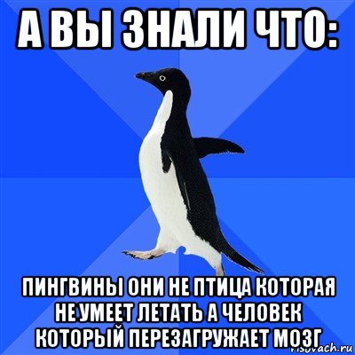 а вы знали что: пингвины они не птица которая не умеет летать а человек который перезагружает мозг