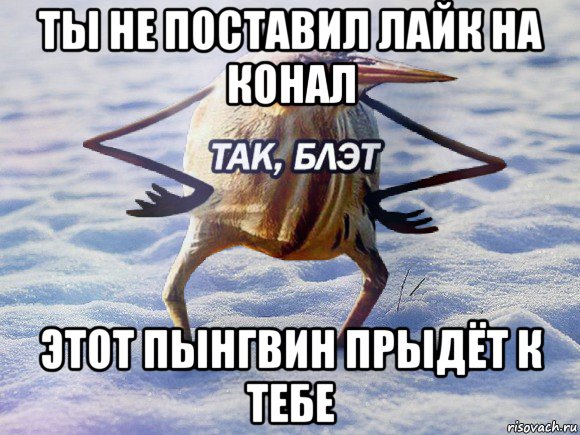 ты не поставил лайк на конал этот пынгвин прыдёт к тебе, Мем  Так блэт птица с руками