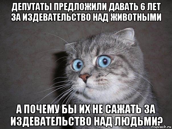 депутаты предложили давать 6 лет за издевательство над животными а почему бы их не сажать за издевательство над людьми?, Мем  удивлённый кот