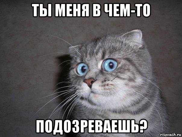 ты меня в чем-то подозреваешь?, Мем  удивлённый кот