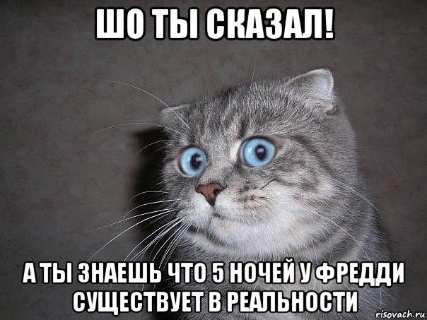 шо ты сказал! а ты знаешь что 5 ночей у фредди существует в реальности, Мем  удивлённый кот