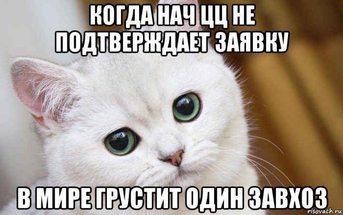 когда нач цц не подтверждает заявку в мире грустит один завхоз, Мем  В мире грустит один котик