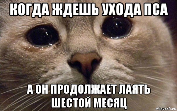 когда ждешь ухода пса а он продолжает лаять шестой месяц, Мем   В мире грустит один котик