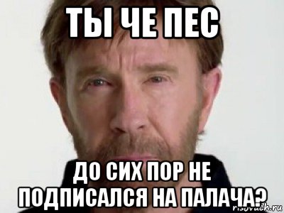 ты че пес до сих пор не подписался на палача?, Мем Чаке подозревает