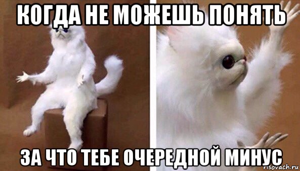 когда не можешь понять за что тебе очередной минус, Мем Чучело кота