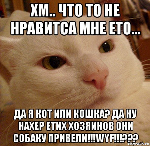 хм.. что то не нравитса мне ето... да я кот или кошка? да ну нахер етих хозяинов они собаку привели!!!wyf!!!???