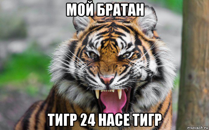 мой братан тигр 24 насе тигр, Мем ДЕРЗКИЙ ТИГР