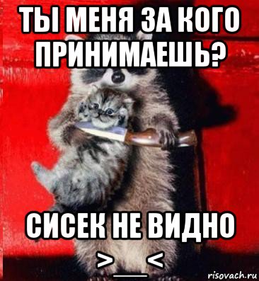 ты меня за кого принимаешь? сисек не видно >__<, Мем  енот с котенком