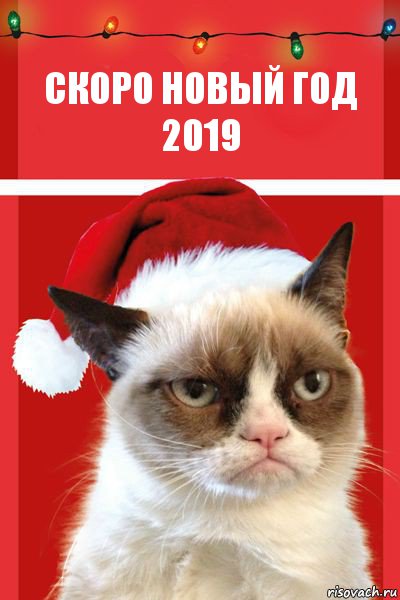 скоро новый год 2019, Комикс  Grumpy cat new year