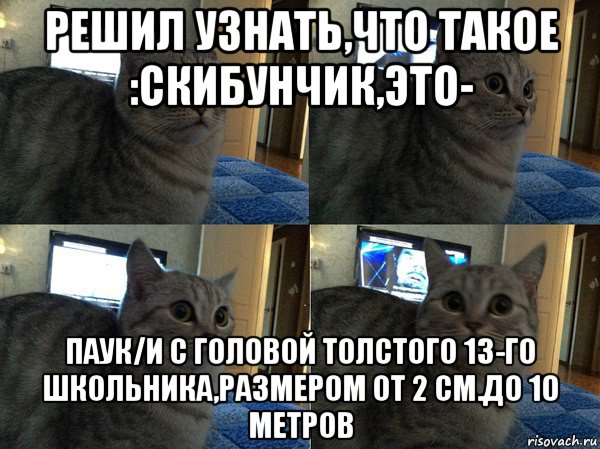 решил узнать,что такое :скибунчик,это- паук/и с головой толстого 13-го школьника,размером от 2 см.до 10 метров