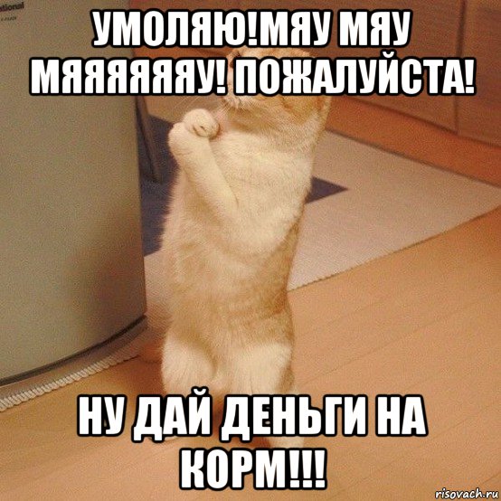 умоляю!мяу мяу мяяяяяяу! пожалуйста! ну дай деньги на корм!!!