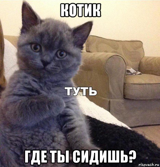 котик где ты сидишь?, Мем Котик - Туть