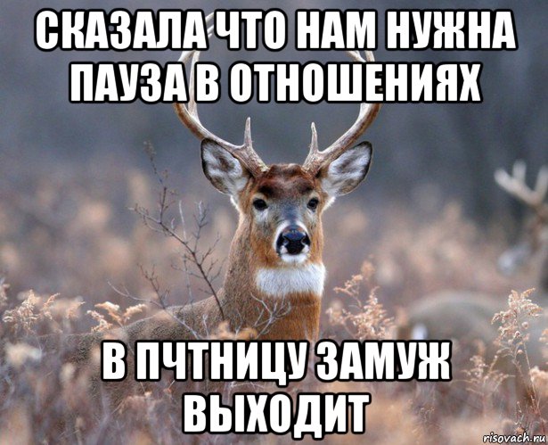 сказала что нам нужна пауза в отношениях в пчтницу замуж выходит, Мем   Наивный олень