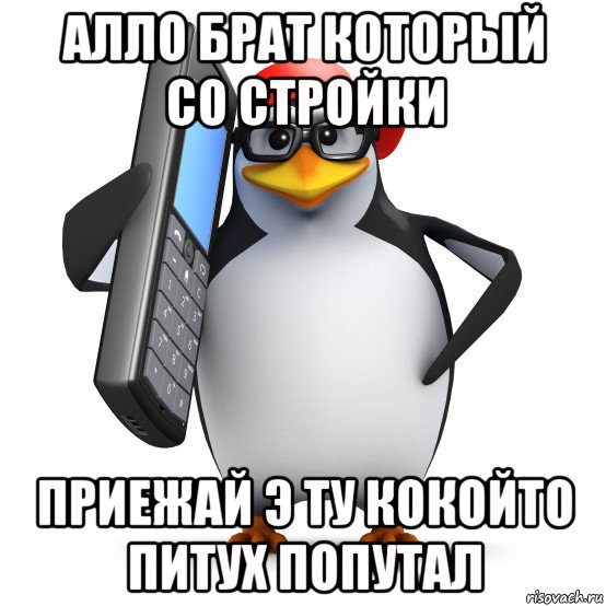 алло брат который со стройки приежай э ту кокойто питух попутал, Мем   Пингвин звонит