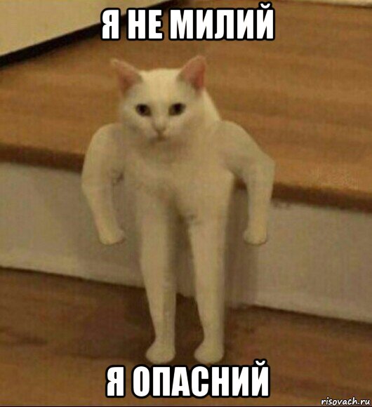 я не милий я опасний, Мем  Полукот