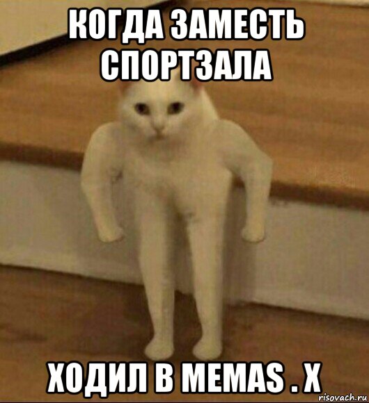 когда заместь спортзала ходил в memas . x, Мем  Полукот