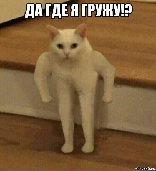 да где я гружу!? , Мем  Полукот