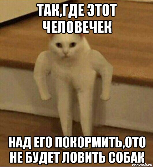 так,где этот человечек над его покормить,ото не будет ловить собак, Мем  Полукот