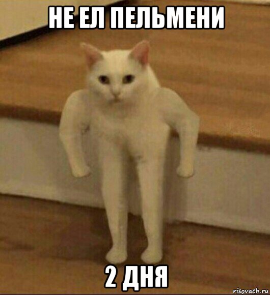 не ел пельмени 2 дня, Мем  Полукот