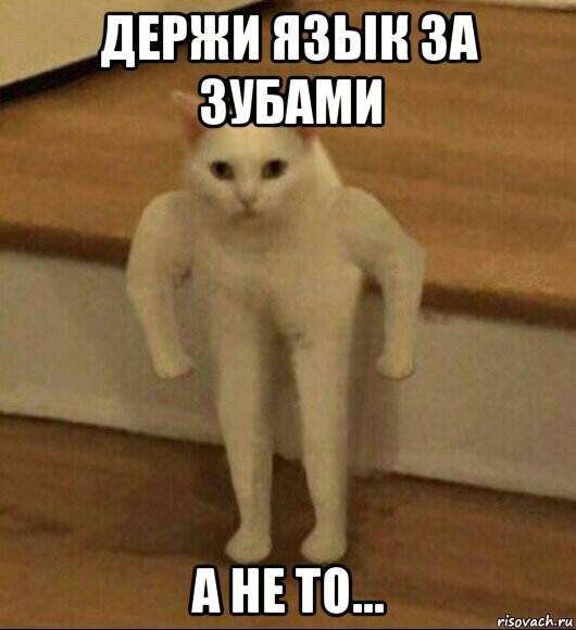 держи язык за зубами а не то..., Мем  Полукот