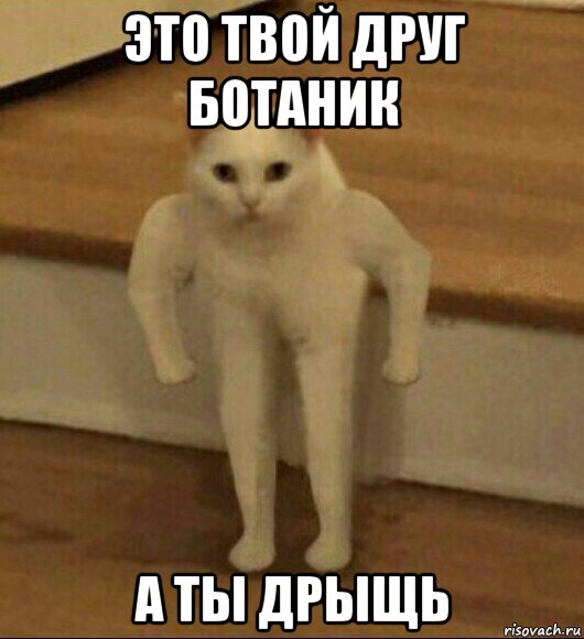 это твой друг ботаник а ты дрыщь, Мем  Полукот