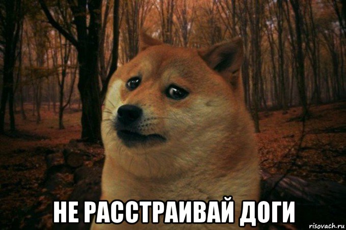  не расстраивай доги, Мем SAD DOGE