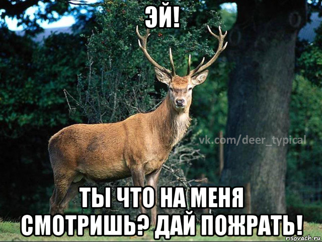 эй! ты что на меня смотришь? дай пожрать!, Мем Паблик Типичный олень