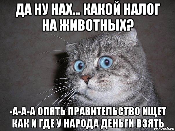 да ну нах... какой налог на животных? -а-а-а опять правительство ищет как и где у народа деньги взять, Мем  удивлённый кот