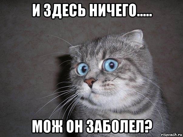 и здесь ничего..... мож он заболел?, Мем  удивлённый кот