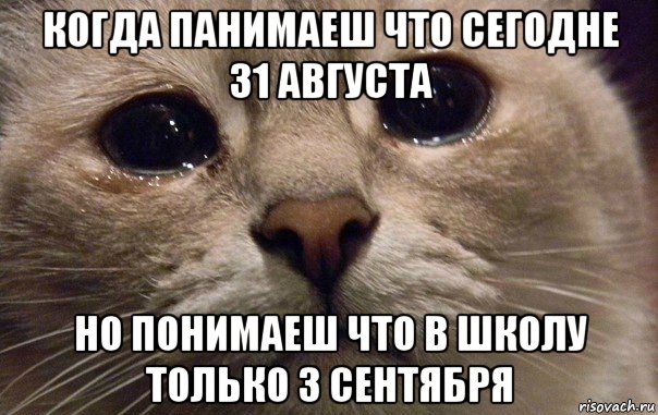 когда панимаеш что сегодне 31 августа но понимаеш что в школу только 3 сентября, Мем   В мире грустит один котик