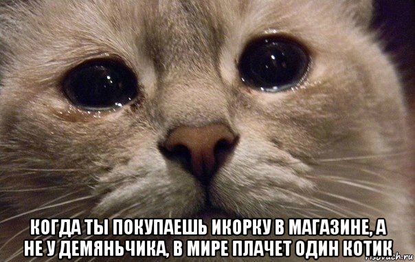  когда ты покупаешь икорку в магазине, а не у демяньчика, в мире плачет один котик, Мем   В мире грустит один котик