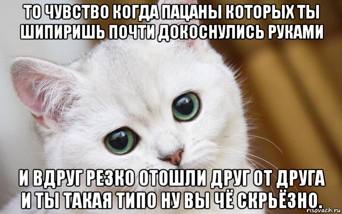 то чувство когда пацаны которых ты шипиришь почти докоснулись руками и вдруг резко отошли друг от друга и ты такая типо ну вы чё скрьёзно., Мем  В мире грустит один котик