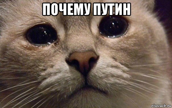 почему путин , Мем   В мире грустит один котик