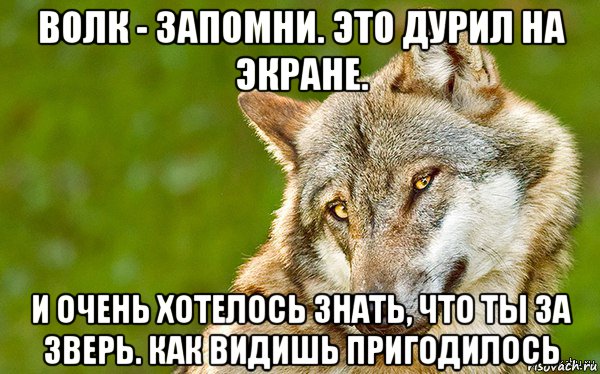 волк - запомни. это дурил на экране. и очень хотелось знать, что ты за зверь. как видишь пригодилось