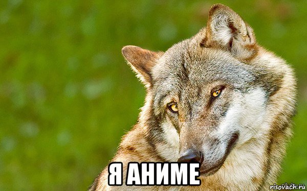  я аниме, Мем   Volf