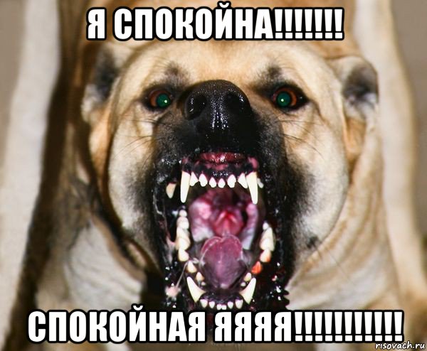 я спокойна!!!!!!! спокойная яяяя!!!!!!!!!!!, Мем бешеная собака