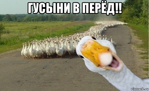 гусыни в перёд!! , Мем гуси