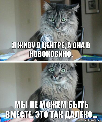 Я живу в центре, а она в новокосино. Мы не можем быть вместе, это так далеко..., Комикс  кот с микрофоном