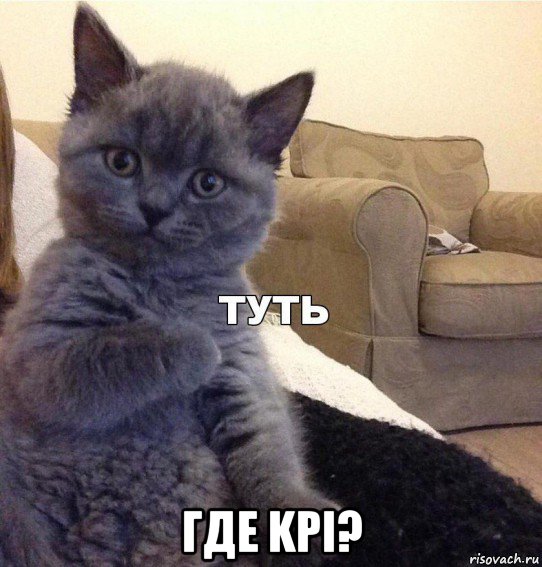  где kpi?, Мем Котик - Туть