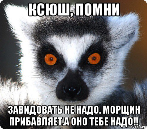 ксюш, помни завидовать не надо. морщин прибавляет.а оно тебе надо!!, Мем лемур