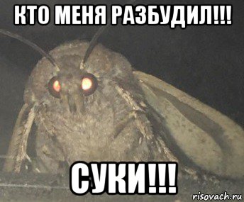 кто меня разбудил!!! суки!!!, Мем Матылёк