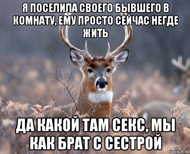 я поселила своего бывшего в комнату, ему просто сейчас негде жить да какой там секс, мы как брат с сестрой, Мем   Наивный олень