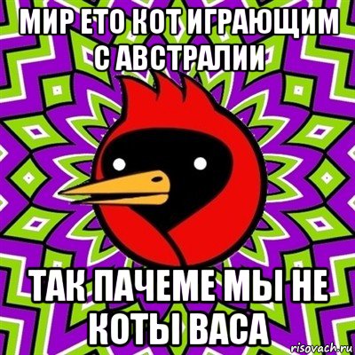 мир ето кот играющим с австралии так пачеме мы не коты васа, Мем Омская птица