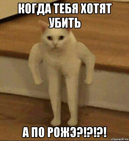 когда тебя хотят убить а по рожэ?!?!?!, Мем  Полукот