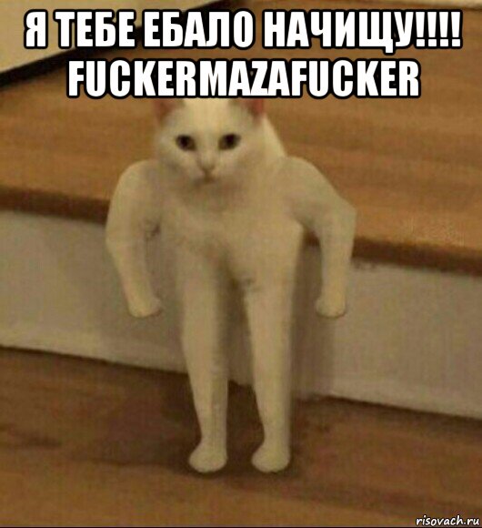 я тебе ебало начищу!!!! fuckermazafucker , Мем  Полукот