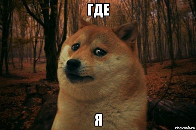 где я, Мем SAD DOGE