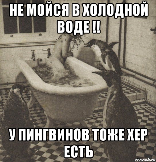 не мойся в холодной воде !! у пингвинов тоже хер есть, Мем Столбняк